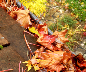 Autumn leaves in a home gutter.